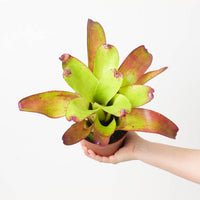 Neoregelia NOID #2