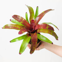 Neoregelia NOID #3