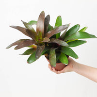 Neoregelia NOID #5