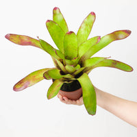 Neoregelia NOID #6