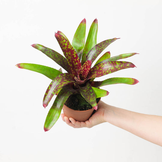 Neoregelia NOID #7 Plants GrowTropicals