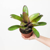 Neoregelia NOID #8