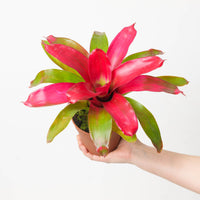 Neoregelia NOID #1