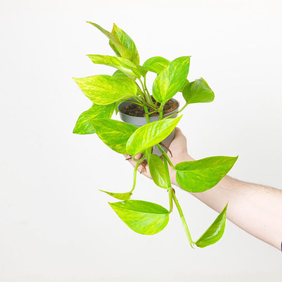 Epipremnum 'Neon Queen' Plants GrowTropicals