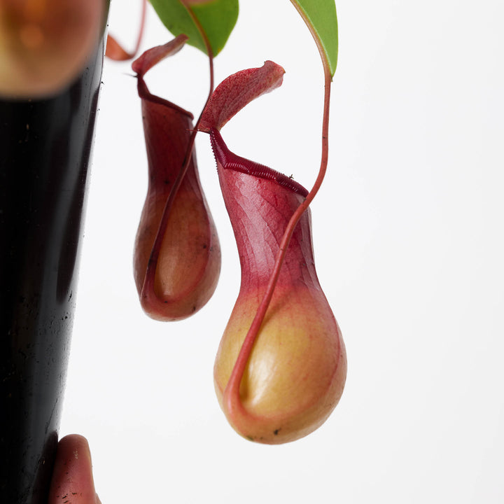 Nepenthes alata - GROW TROPICALS