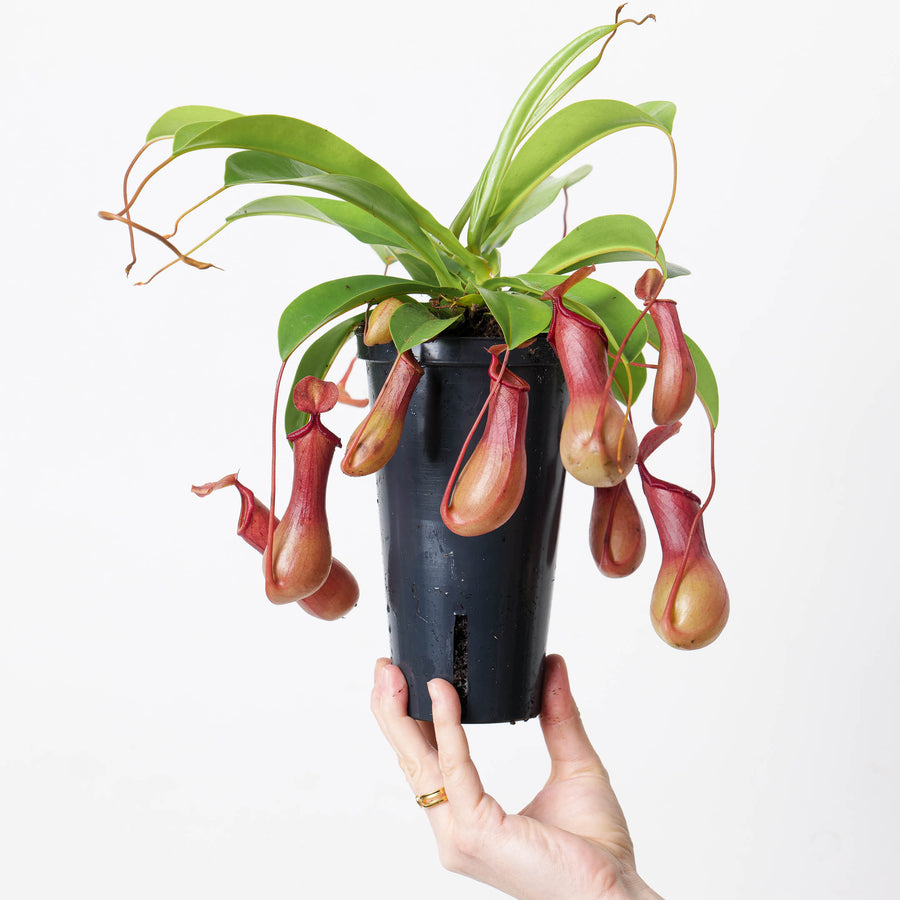 Nepenthes alata - GROW TROPICALS