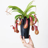 Nepenthes alata