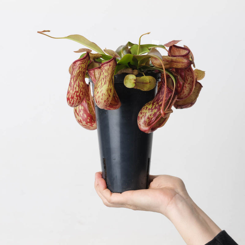 Nepenthes 'Gaya' 12cm Plants GrowTropicals