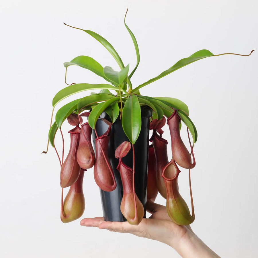 Nepenthes x ventrata - GROW TROPICALS