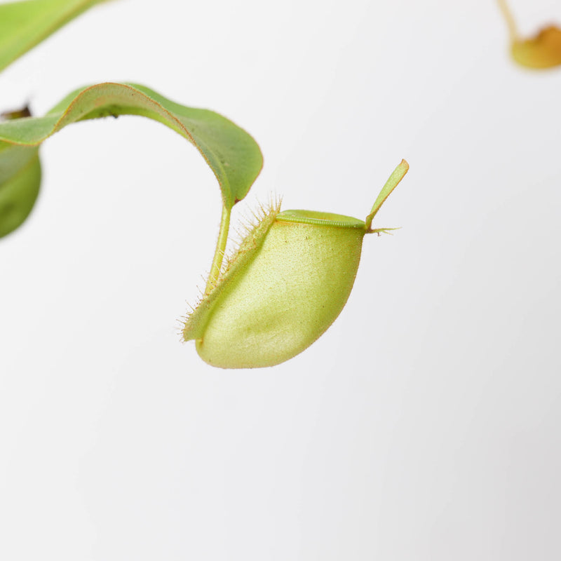 Nepenthes x Hookeriana — 12cm