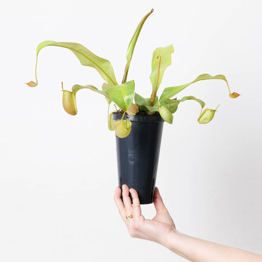 Nepenthes x Hookeriana Plants GrowTropicals