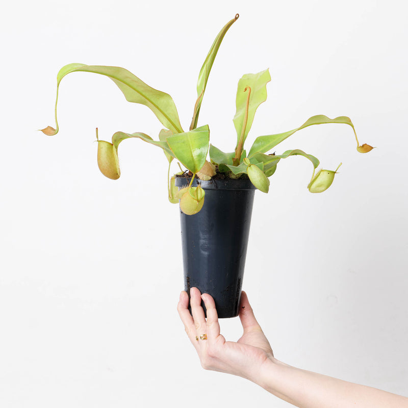 Nepenthes x Hookeriana Plants GrowTropicals