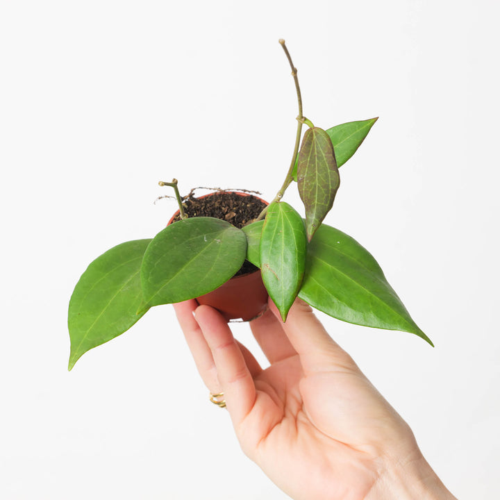 Hoya nicholsoniae - GROW TROPICALS