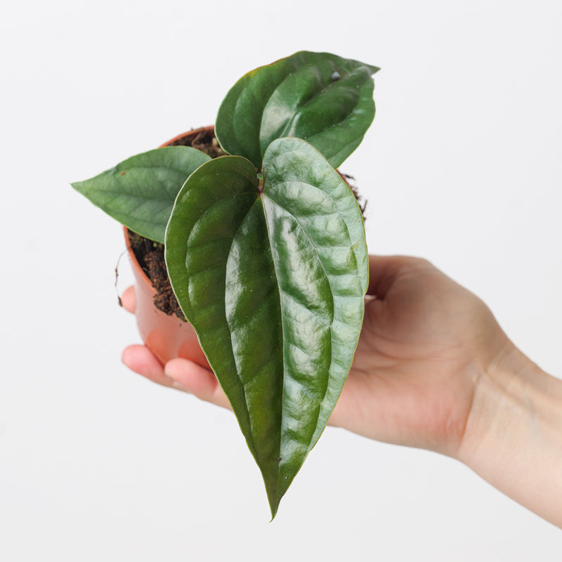 Anthurium nigrolaminum 'Gigi' x luxurians Plants GrowTropicals