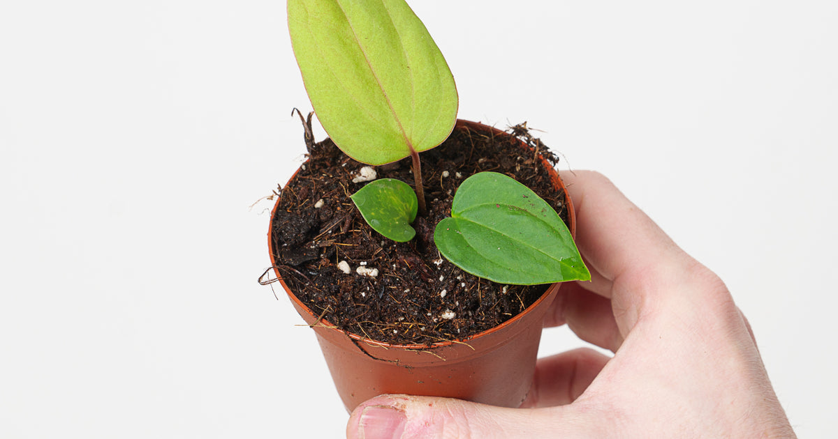 Anthurium nigrolaminum 'Gigi' x papillilaminum | Plants | GrowTropicals.com