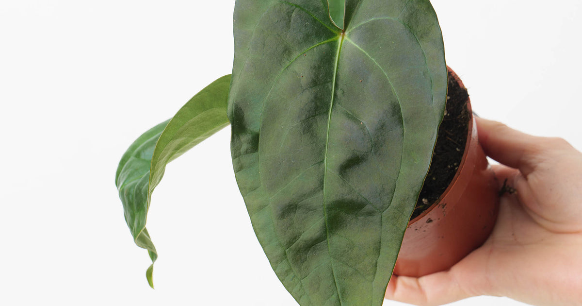 Anthurium nigrolaminum gigi x forgetii | Plants | GrowTropicals.com