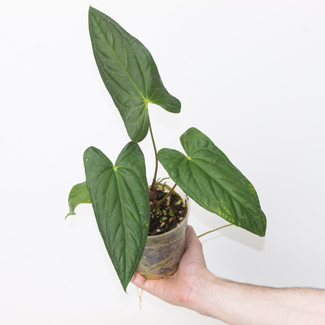 Anthurium (nigrolaminum ×) × ‘RVDP’ 9cm Plants GrowTropicals