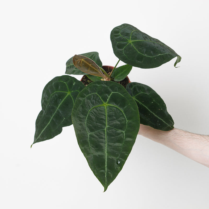 Imperfect Anthurium forgetii x nigrolaminum gigi Plants GrowTropicals