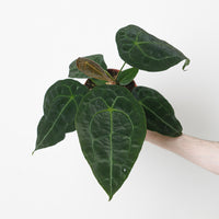 Anthurium forgetii x nigrolaminum gigi