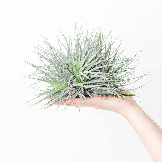 Tillandsia Super Silver XL Plants GrowTropicals