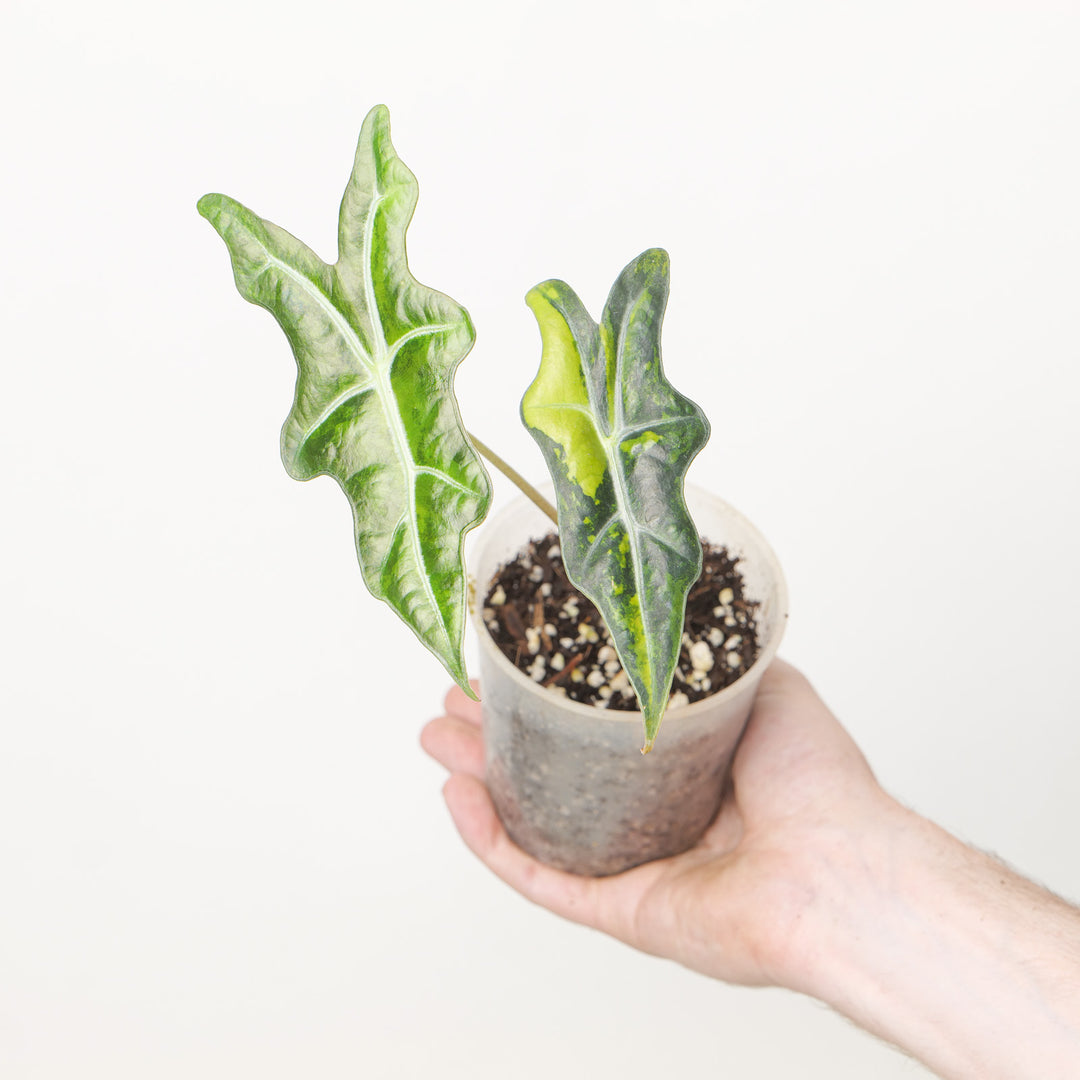 Alocasia Nobilis Aurea