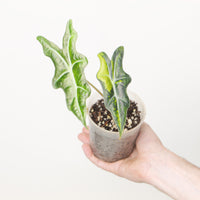 Alocasia Nobilis Aurea