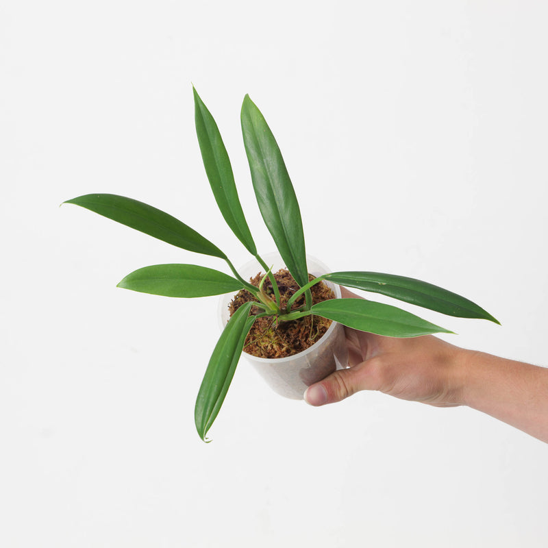 Philodendron NOID 9cm Plants GrowTropicals