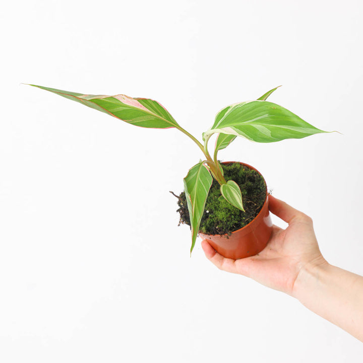 Musa NoNo Pink Variegated Plants GrowTropicals