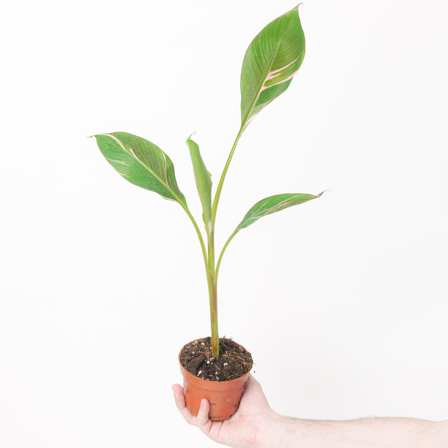 Musa NoNo Pink Variegated 10.5cm Plants GrowTropicals