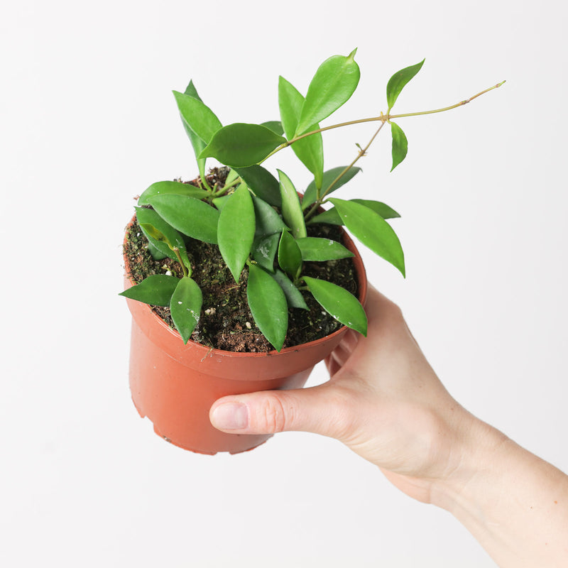 Hoya cv. Noona | davidcummingii x heuschkeliana Plants GrowTropicals