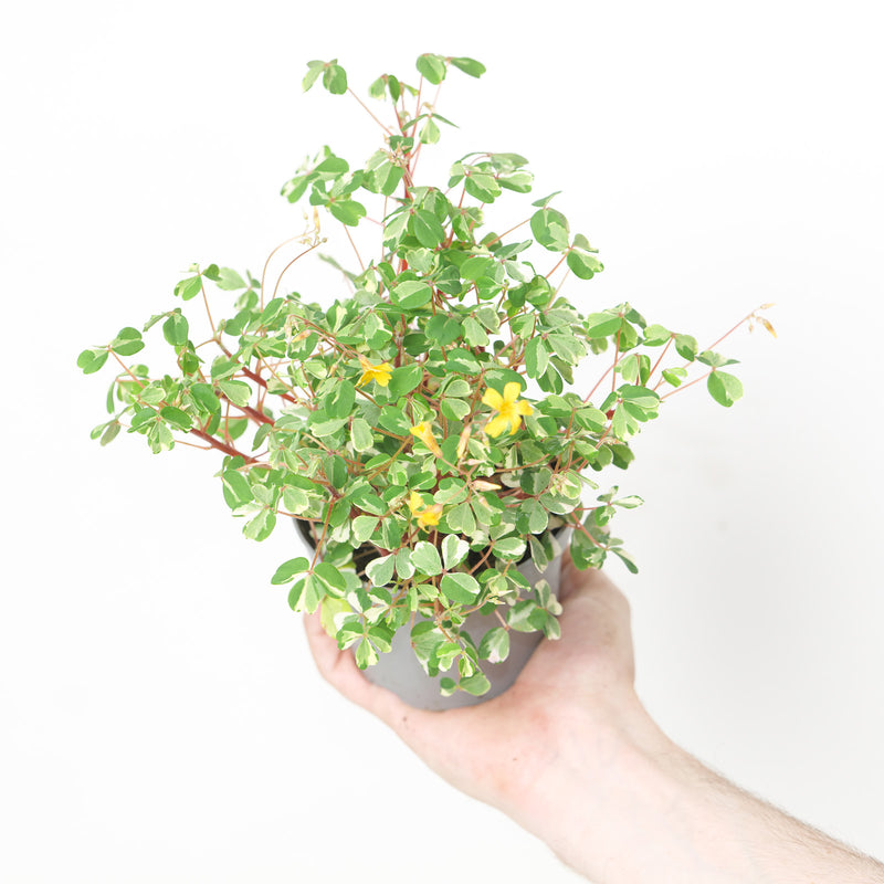 Oxalis spiralis vulcanicola 'Nordlys' Plants - Outdoor GROW TROPICALS