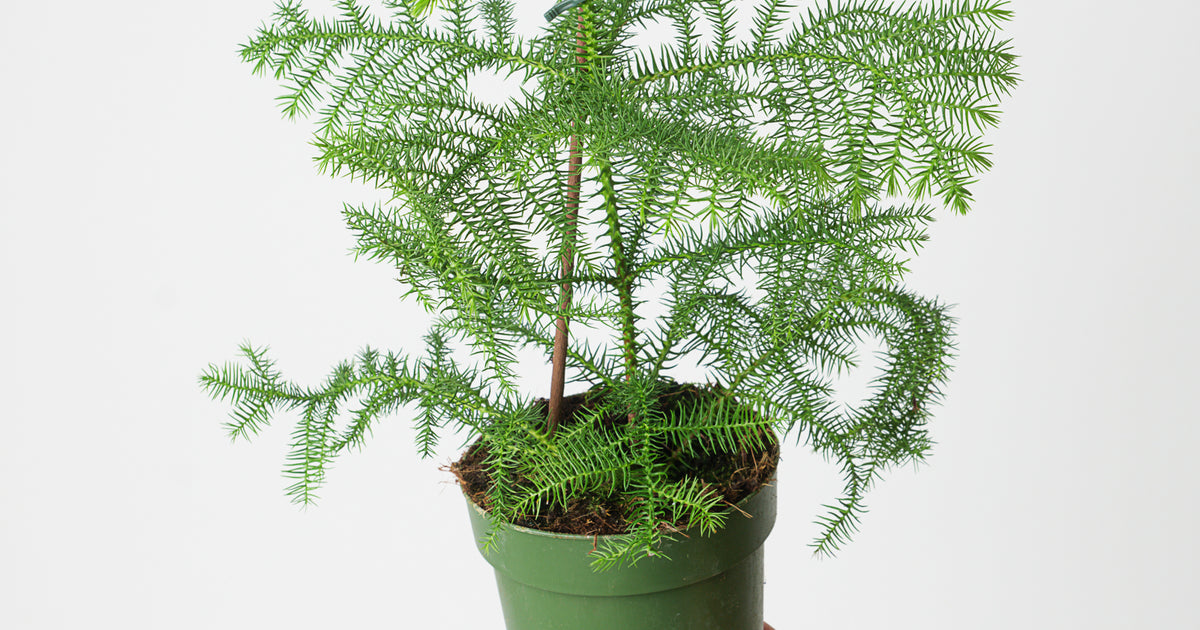 araucaria plant indoor Norfolk Island Pine | Araucaria heterophylla | Plants
