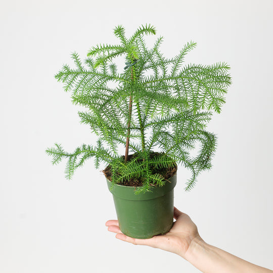 Norfolk Island Pine | Araucaria heterophylla 14cm Plants GrowTropicals