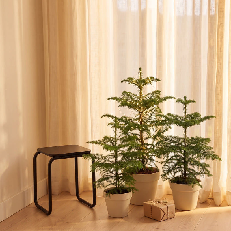 Norfolk Island Pine | Araucaria heterophylla Plants GrowTropicals