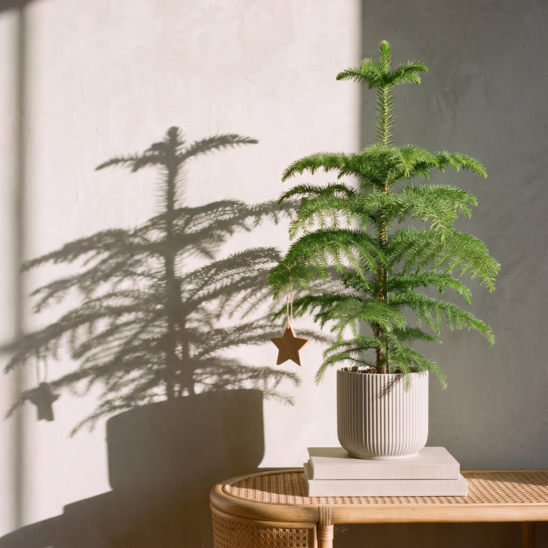 Norfolk Island Pine | Araucaria heterophylla Plants GrowTropicals