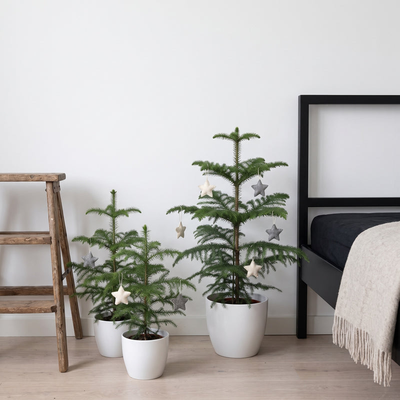 Norfolk Island Pine | Araucaria heterophylla Plants GrowTropicals