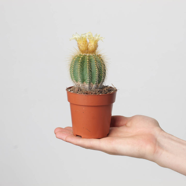 Notocactus warasii - GROW TROPICALS