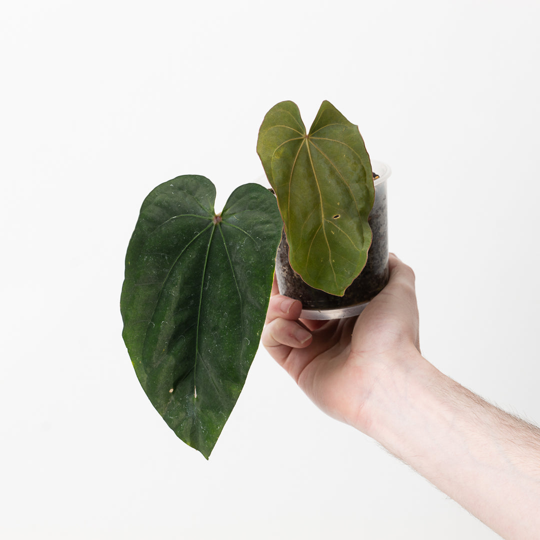 anthurium aff ecuador nse Anthurium Dressleri NSE 'Obsidian'