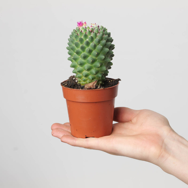 Mammillaria polythele 'Nuda' Plants GrowTropicals