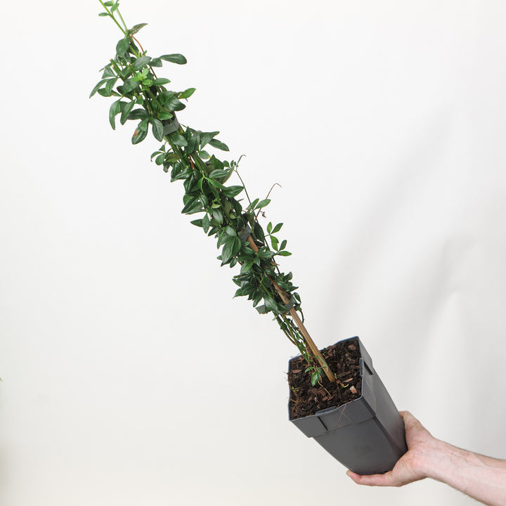 Jasminum nudiflorum 15cm / 1.5L Plants - Outdoor GROW TROPICALS
