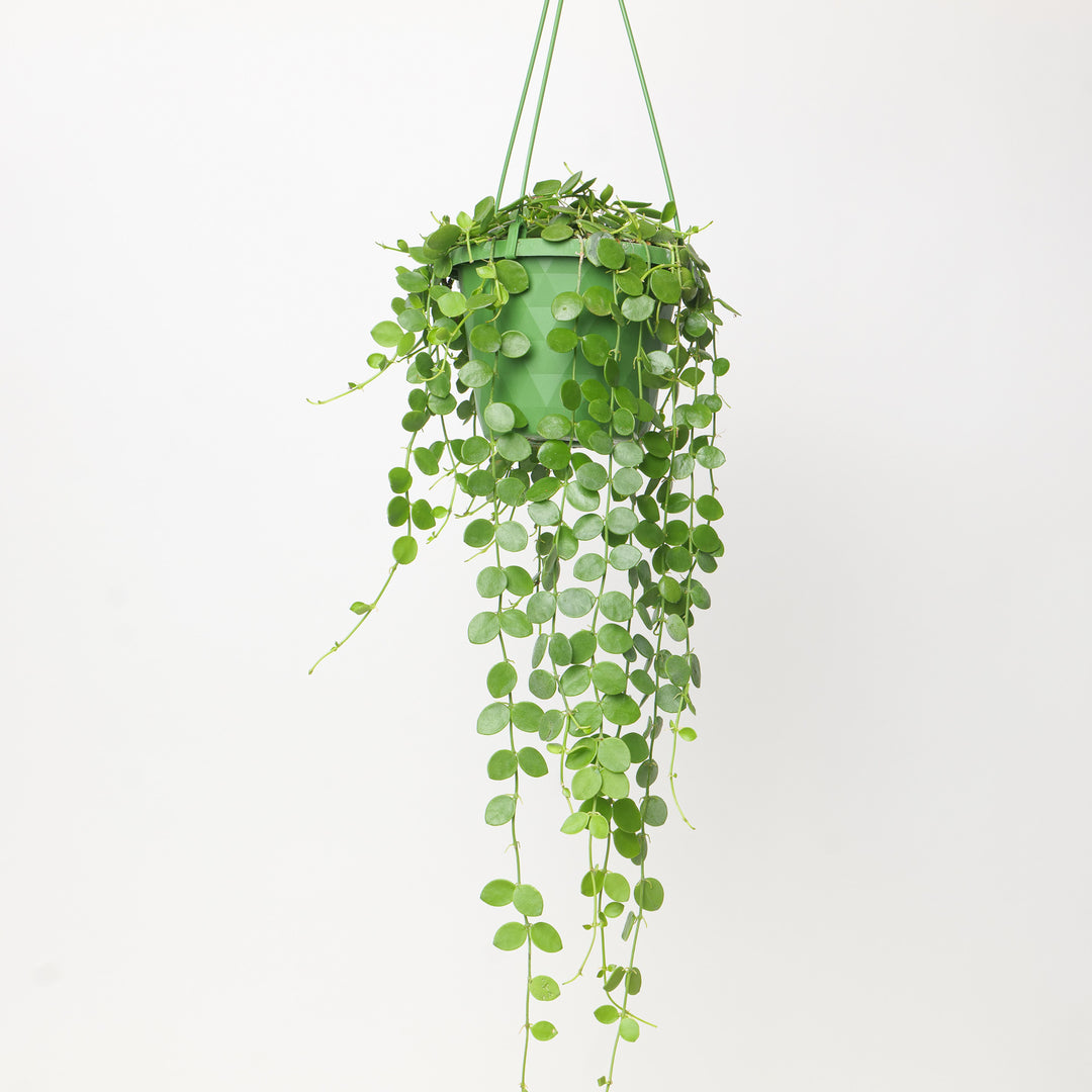 Dischidia nummularia Plants GrowTropicals