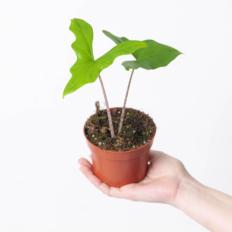 Alocasia nycteris 'Bat Wing' Plants GrowTropicals