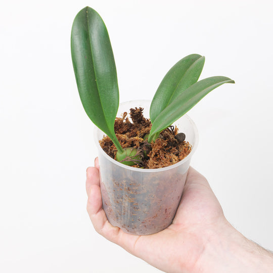 Bulbophyllum nymphopolitanum 9cm Plants Growtropicals