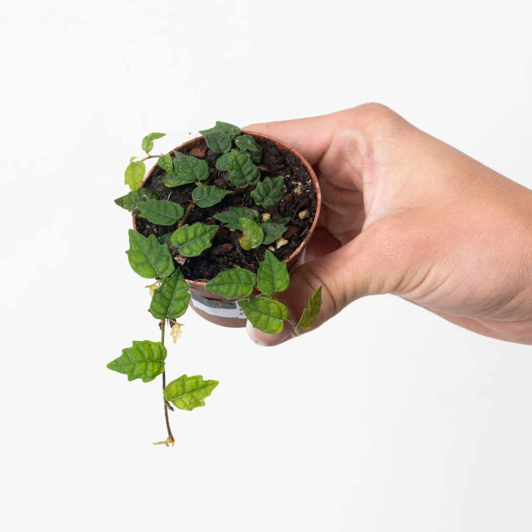 Ficus quercifolia 'creeping oak leaf' - GROW TROPICALS