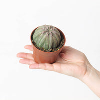 Euphorbia obesa