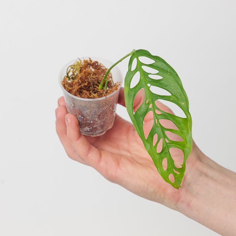 Monstera obliqua 'Peru - Clone 2' Plants GrowTropicals