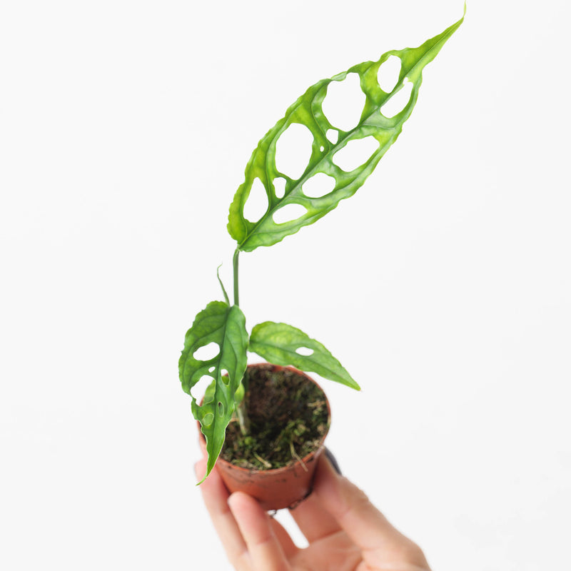 Monstera obliqua 'Peru Form' Plants GrowTropicals