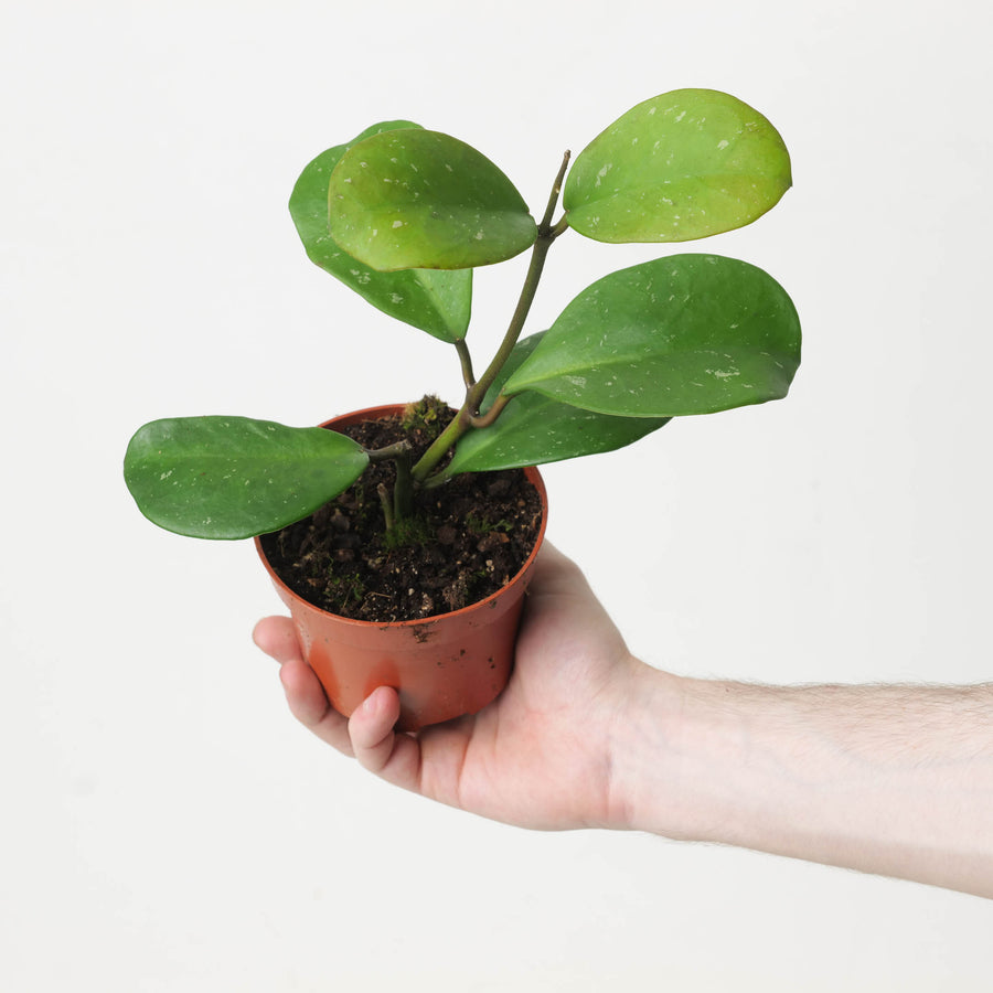 Hoya obovata - GROW TROPICALS