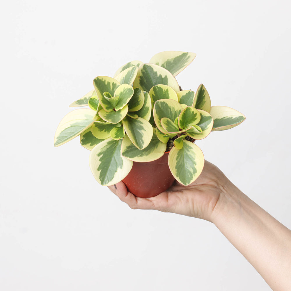 Peperomia obtipan Bicolor - GROW TROPICALS