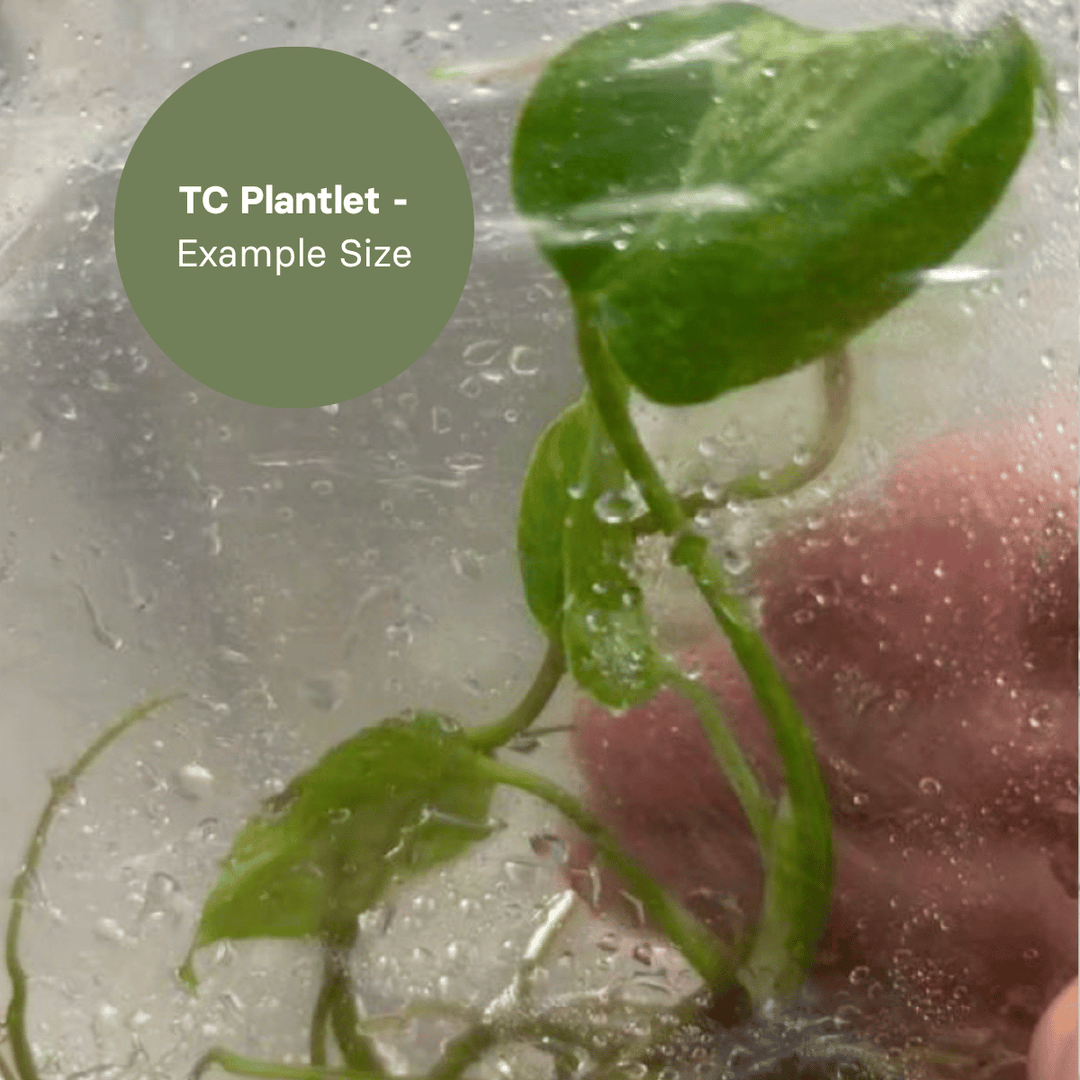 Monstera Ocean (TC Plantlet) - Preorder Plants GrowTropicals